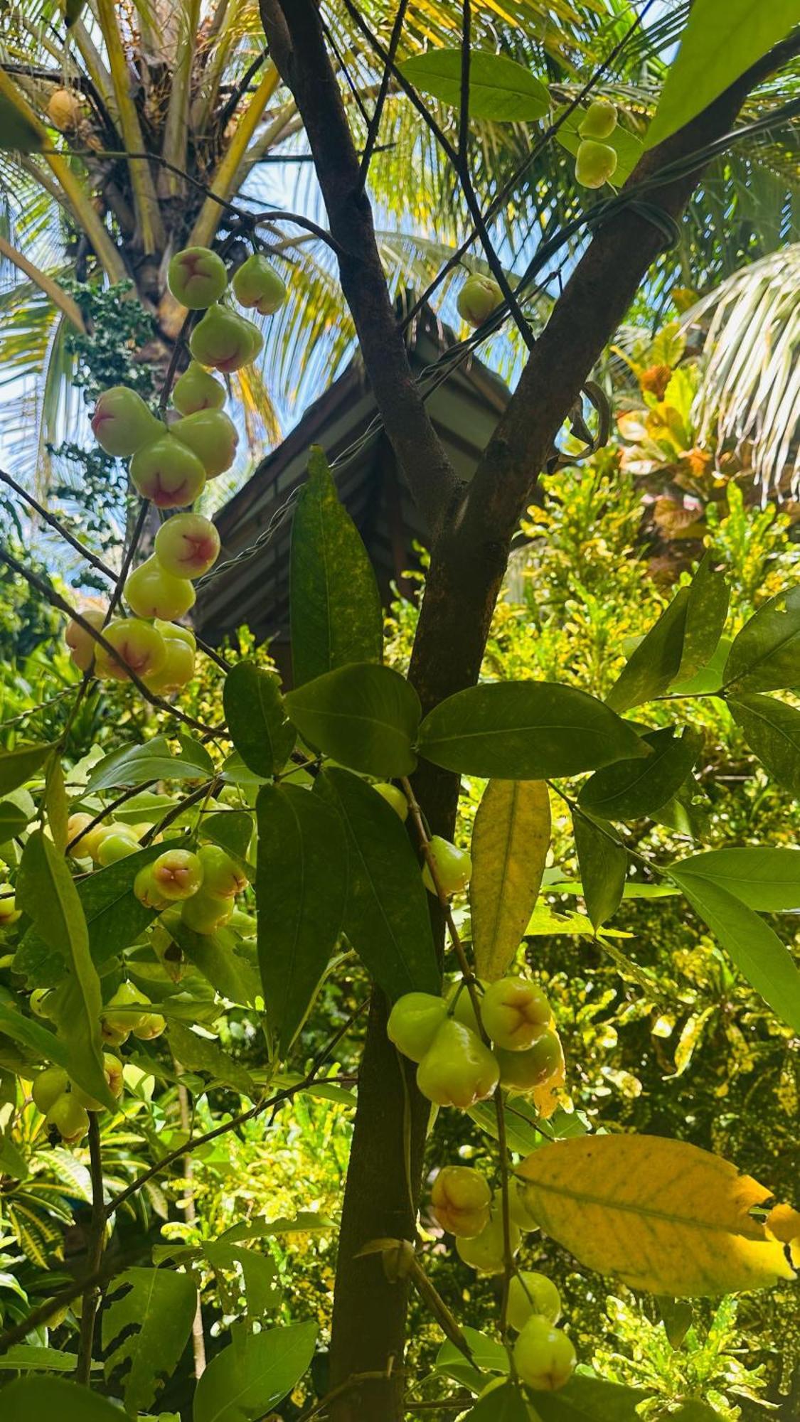 סיגירייה Ama Eco Lodge מראה חיצוני תמונה